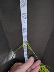 Cyperus thyrsiflorus