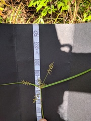 Cyperus thyrsiflorus