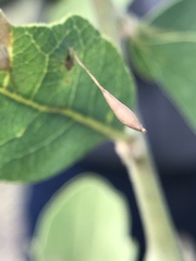 Andricus pedicellatus