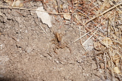 Paravaejovis spinigerus