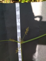 Cyperus thyrsiflorus