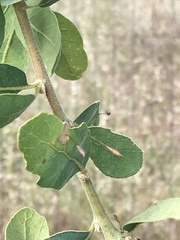 Andricus pedicellatus