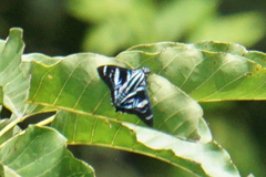 Jemadia pseudognetus