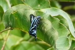 Jemadia pseudognetus