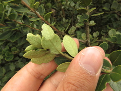 Ilex kunthiana