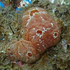 Aplidium nordmanni