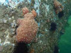 Aplidium nordmanni