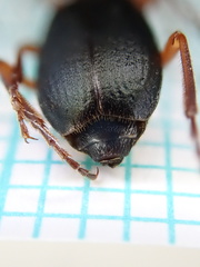 Brachinus crepitans