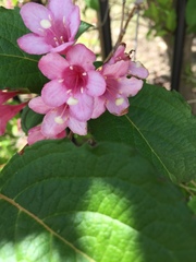 Weigela hortensis