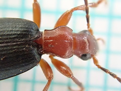 Brachinus crepitans