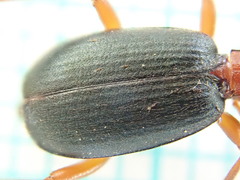 Brachinus crepitans