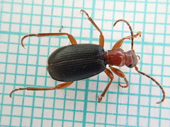 Brachinus crepitans