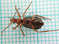 Brachinus crepitans