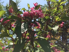 Weigela hortensis