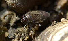 Macrosaldula scotica