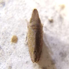 Scaphytopiini