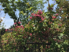 Weigela hortensis