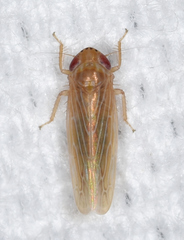 Graminella plana