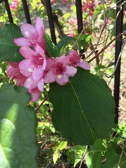 Weigela hortensis
