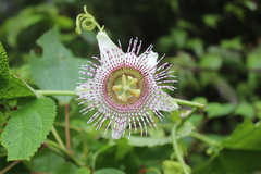 Passiflora adenopoda