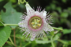 Passiflora adenopoda