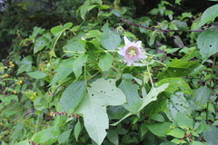 Passiflora adenopoda