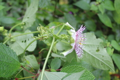 Passiflora adenopoda