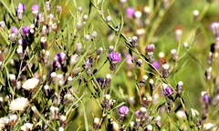 Lessingianthus rubricaulis