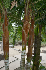 Dypsis leptocheilos