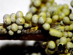 Physarum albescens