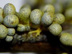 Physarum albescens