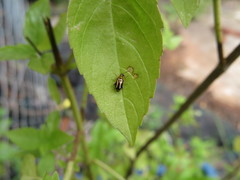 Coleoptera