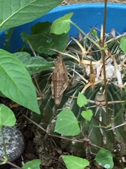 Sphenarium purpurascens