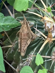 Sphenarium purpurascens