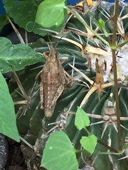 Sphenarium purpurascens