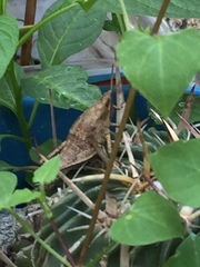 Sphenarium purpurascens