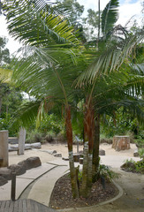 Dypsis leptocheilos