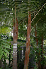 Dypsis leptocheilos