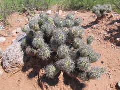 Tephrocactus alexanderi