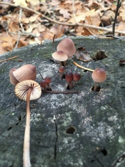 Mycena bulliformis