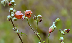 Sphaeralcea laciniata