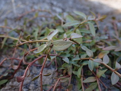 Hypericum humifusum