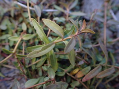 Hypericum humifusum