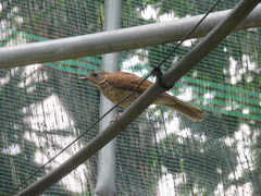 Turdus leucomelas