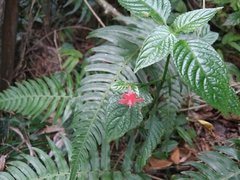 Ruellia coccinea