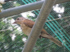 Turdus leucomelas
