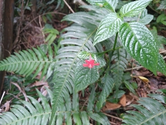 Ruellia coccinea