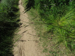 Eryngium ebracteatum