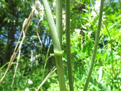 Eryngium ebracteatum