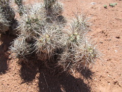 Tephrocactus alexanderi